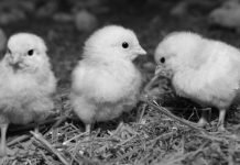 Post-pandemic outlook for the poultry sector