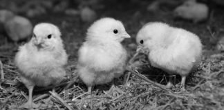 Post-pandemic outlook for the poultry sector