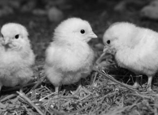 Post-pandemic outlook for the poultry sector