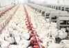 Indian poultry sector again facing challenges