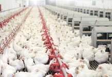 ORGANIZED POULTRY FARMING IS ON RISE IN INDIA