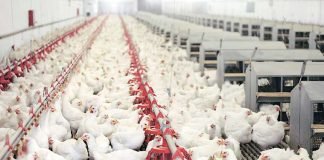 Indian poultry sector again facing challenges