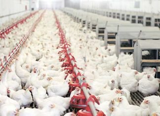 Indian poultry sector again facing challenges