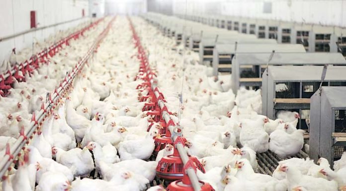 Indian poultry sector again facing challenges