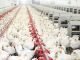 ORGANIZED POULTRY FARMING IS ON RISE IN INDIA