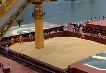 GM soybean meal imports in India to reduce feed cost