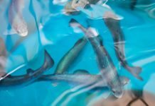 INNOVATION MAY CUT FISH FEED COSTS BY 25%