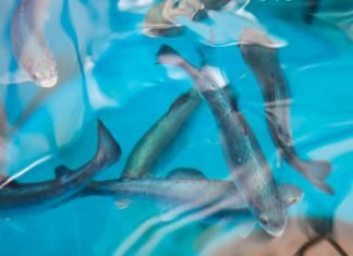 INNOVATION MAY CUT FISH FEED COSTS BY 25%