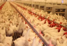 Training on Poultry farming organized by GADVASU.