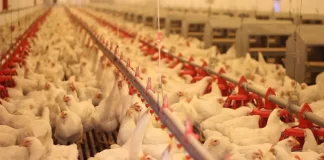 Training on Poultry farming organized by GADVASU.