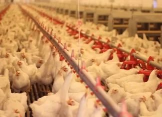 Training on Poultry farming organized by GADVASU.