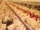Training on Poultry farming organized by GADVASU.