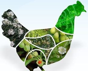 Impressions of an Efficacious Natural Growth Promoter