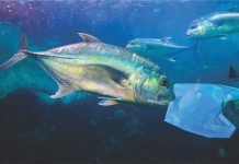 Microplastics in fishmeal: A growing concern