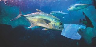 Microplastics in fishmeal: A growing concern
