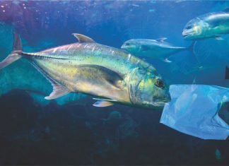 Microplastics in fishmeal: A growing concern