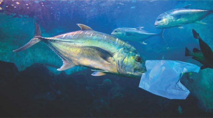 Microplastics in fishmeal: A growing concern
