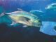 Microplastics in fishmeal: A growing concern