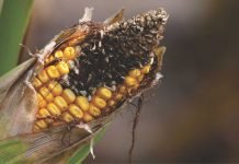 Mycotoxin contamination in Indian feed commodities in the last decade: key takeaways