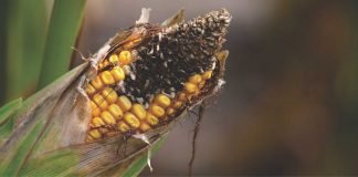 Mycotoxin contamination in Indian feed commodities in the last decade: key takeaways