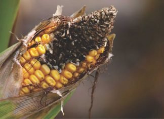 Mycotoxin contamination in Indian feed commodities in the last decade: key takeaways