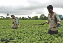 Can India allow GM soybean cultivation?