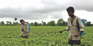Can India allow GM soybean cultivation?