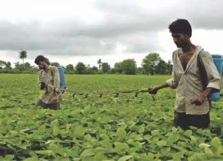 Can India allow GM soybean cultivation?