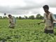 Can India allow GM soybean cultivation?