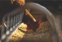 Technology by India to convert keratin waste to animal feed