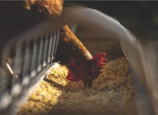 Technology by India to convert keratin waste to animal feed