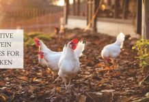Potential alternative to soya in poultry diets