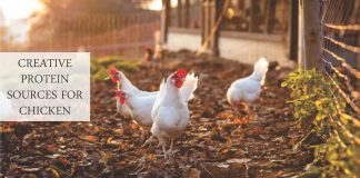 Potential alternative to soya in poultry diets