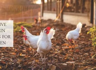 Potential alternative to soya in poultry diets