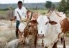 Livestock can transform the rural economy