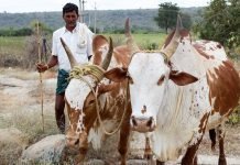 Livestock can transform the rural economy