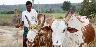 Livestock can transform the rural economy