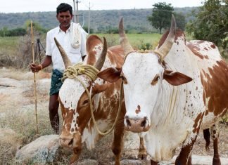 Livestock can transform the rural economy