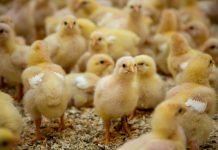 Potential of Essential Oil Blend in Poultry Production