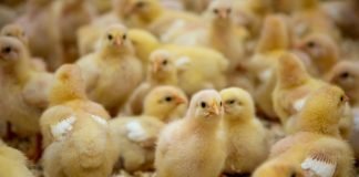 Potential of Essential Oil Blend in Poultry Production