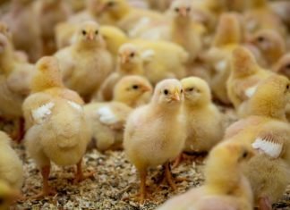 Potential of Essential Oil Blend in Poultry Production