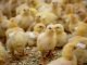 Potential of Essential Oil Blend in Poultry Production