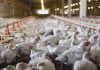 COMPREHENSIVE ENZYME APPROACH IN IMPROVING NUTRIENT AND ECONOMIC EFFICIENCY IN BROILERS