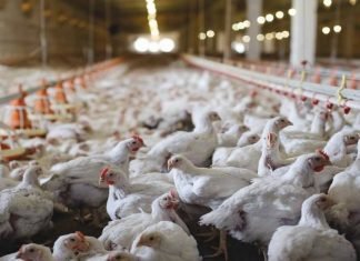 COMPREHENSIVE ENZYME APPROACH IN IMPROVING NUTRIENT AND ECONOMIC EFFICIENCY IN BROILERS