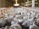 COMPREHENSIVE ENZYME APPROACH IN IMPROVING NUTRIENT AND ECONOMIC EFFICIENCY IN BROILERS