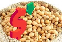 Soyabean prices have crashed by close to 50%
