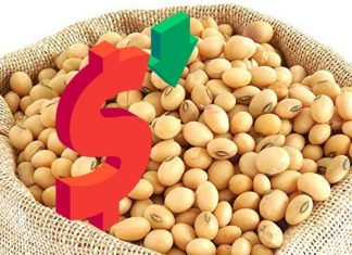 Soyabean prices have crashed by close to 50%