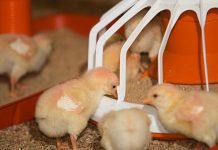 Use of Protected Benzoic Acid in Sustainable Poultry Production