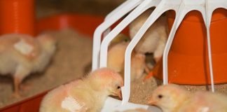 Use of Protected Benzoic Acid in Sustainable Poultry Production