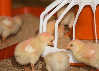 Use of Protected Benzoic Acid in Sustainable Poultry Production